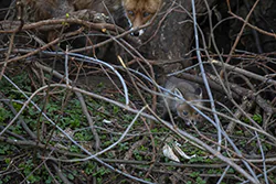 Lis (Vulpes vulpes)