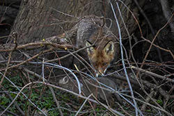 Lis (Vulpes vulpes)