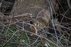Lis (Vulpes vulpes)