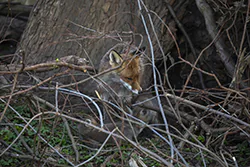 Lis (Vulpes vulpes)