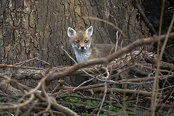 Lis (Vulpes vulpes)