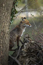 Lis (Vulpes vulpes)