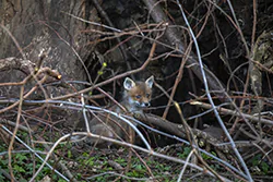 Lis (Vulpes vulpes)
