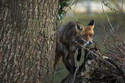 Lis (Vulpes vulpes)