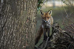 Lis (Vulpes vulpes)