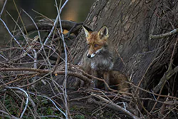 Lis (Vulpes vulpes)