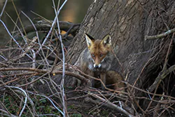 Lis (Vulpes vulpes)