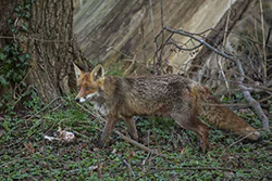 Lis (Vulpes vulpes)