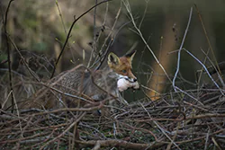 Lis (Vulpes vulpes)