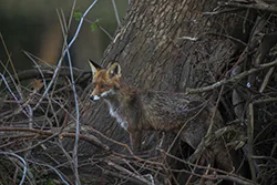 Lis (Vulpes vulpes)