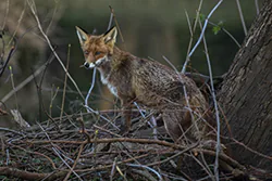 Lis (Vulpes vulpes)