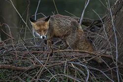 Lis (Vulpes vulpes)