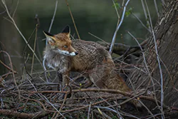 Lis (Vulpes vulpes)