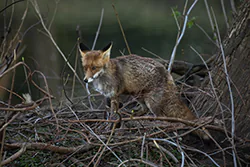 Lis (Vulpes vulpes)