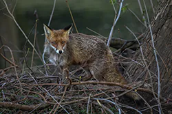 Lis (Vulpes vulpes)