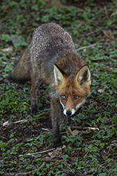Lis (Vulpes vulpes)