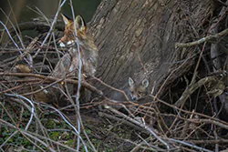 Lis (Vulpes vulpes)