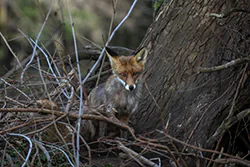 Lis (Vulpes vulpes)