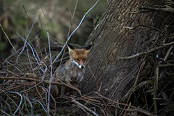 Lis (Vulpes vulpes)