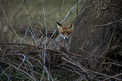 Lis (Vulpes vulpes)