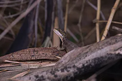 Common Basilisk (Basiliscus basiliscus)