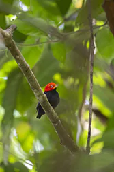 Red-capped Manakin (Ceratopipra mentalis)