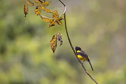 Black-cowled Oriole (Icterus prosthemelas)
