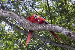 Scarlet Macaw (Ara macao)