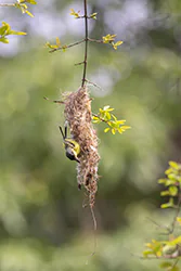 Common Tody-flycatcher (Todirostrum cinereum)