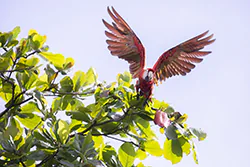 Scarlet Macaw (Ara macao)