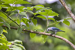 Blue-gray Tanager (Thraupis episcopus)