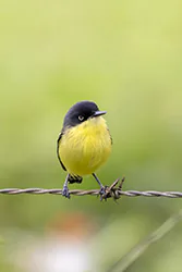 Common Tody-flycatcher (Todirostrum cinereum)