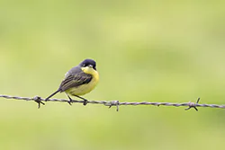 Common Tody-flycatcher (Todirostrum cinereum)