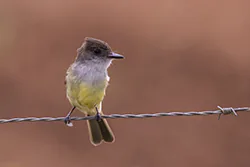 Dusky-capped Flycatcher (Myiarchus tuberculifer)