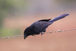 Groove-billed Ani (Crotophaga sulcirostris)