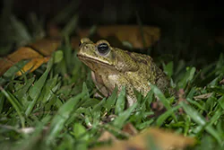 Marine toad (Rhinella marina)