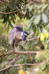 Boat-billed Heron (Cochlearius cochlearius)