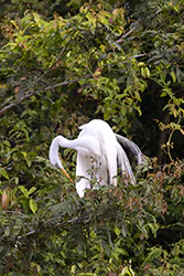 Great Egret (Egretta alba)