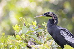 Anhinga (Anhinga anhinga)