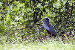 Agami Heron (Agamia agami)