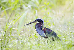Agami Heron (Agamia agami)