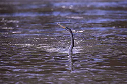 Anhinga (Anhinga anhinga)