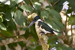 Amazon Kingfisher (Chloroceryle amazona)