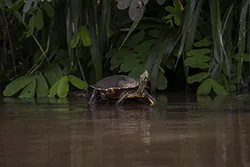 Meso-American Slider (Trachemys venusta)