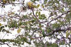 Red-lored Amazon (Amazona autumnalis)