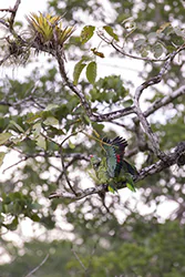 Red-lored Amazon (Amazona autumnalis)