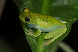 Canal Zone Tree Frog (Hypsiboas rufitelus)