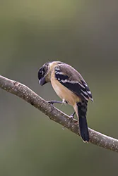 Cinnamon-rumped Seedeater (Sporophila torqueola)