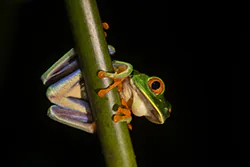 Red-eyed Tree Frog (Agalychnis callidryas)