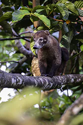 White-nosed Coati (Nasua narica)